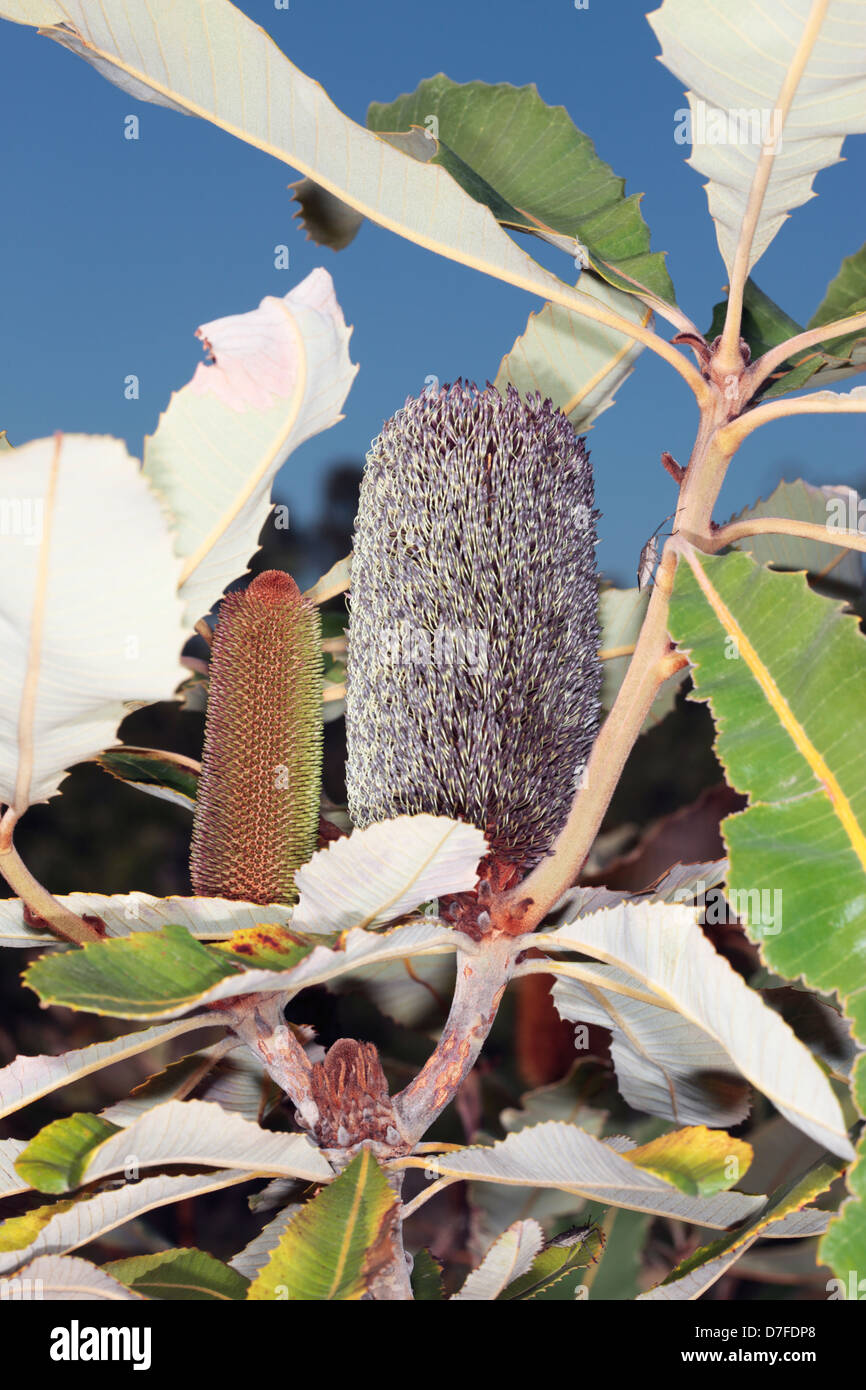 Swamp Banksia/Broad-Leaved Banksia, new and old growth with two Crusader Bugs [Mictis profana]- Banksia robur - Family Proteacea Stock Photo