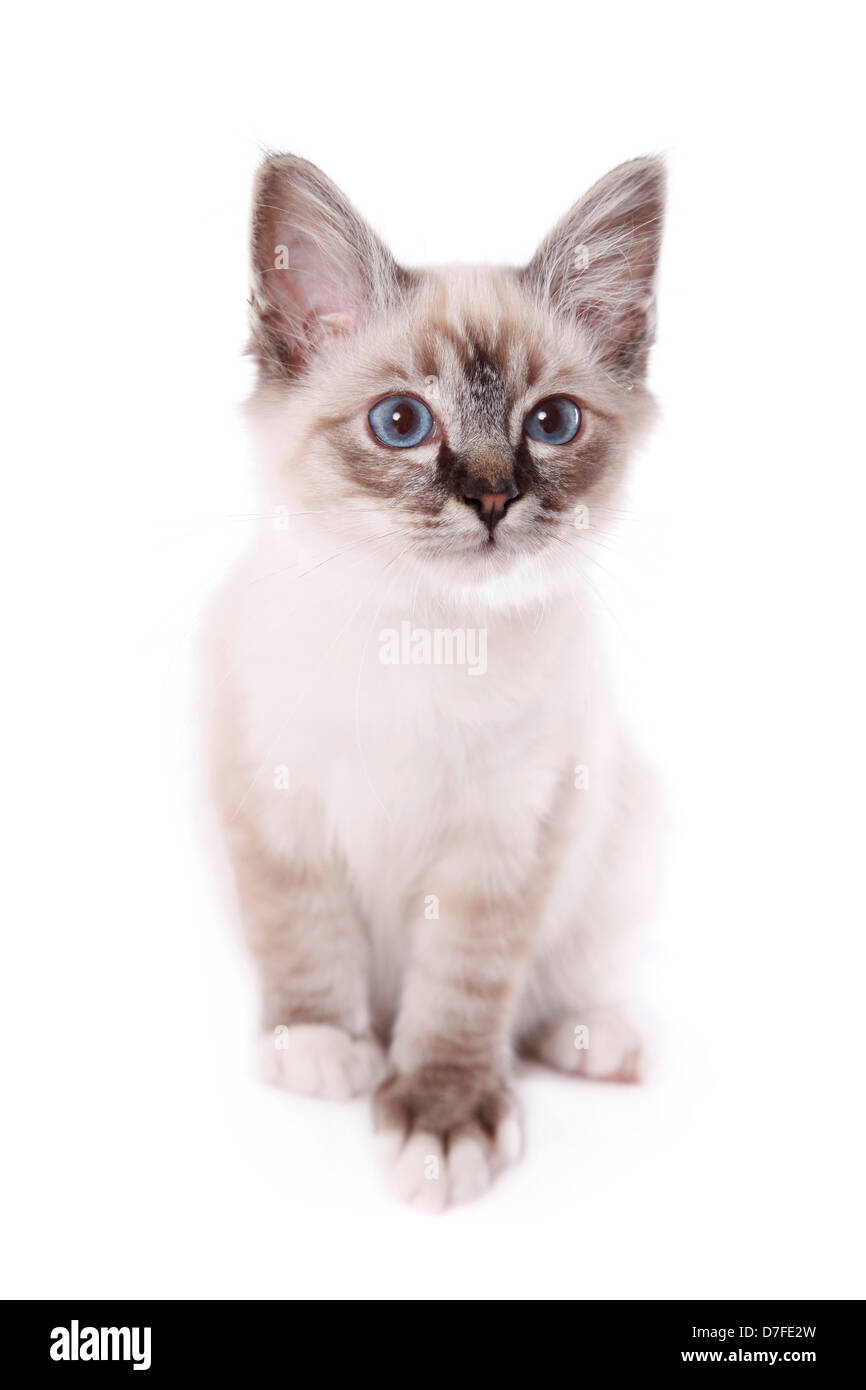 Sacred Birman kitten Stock Photo - Alamy