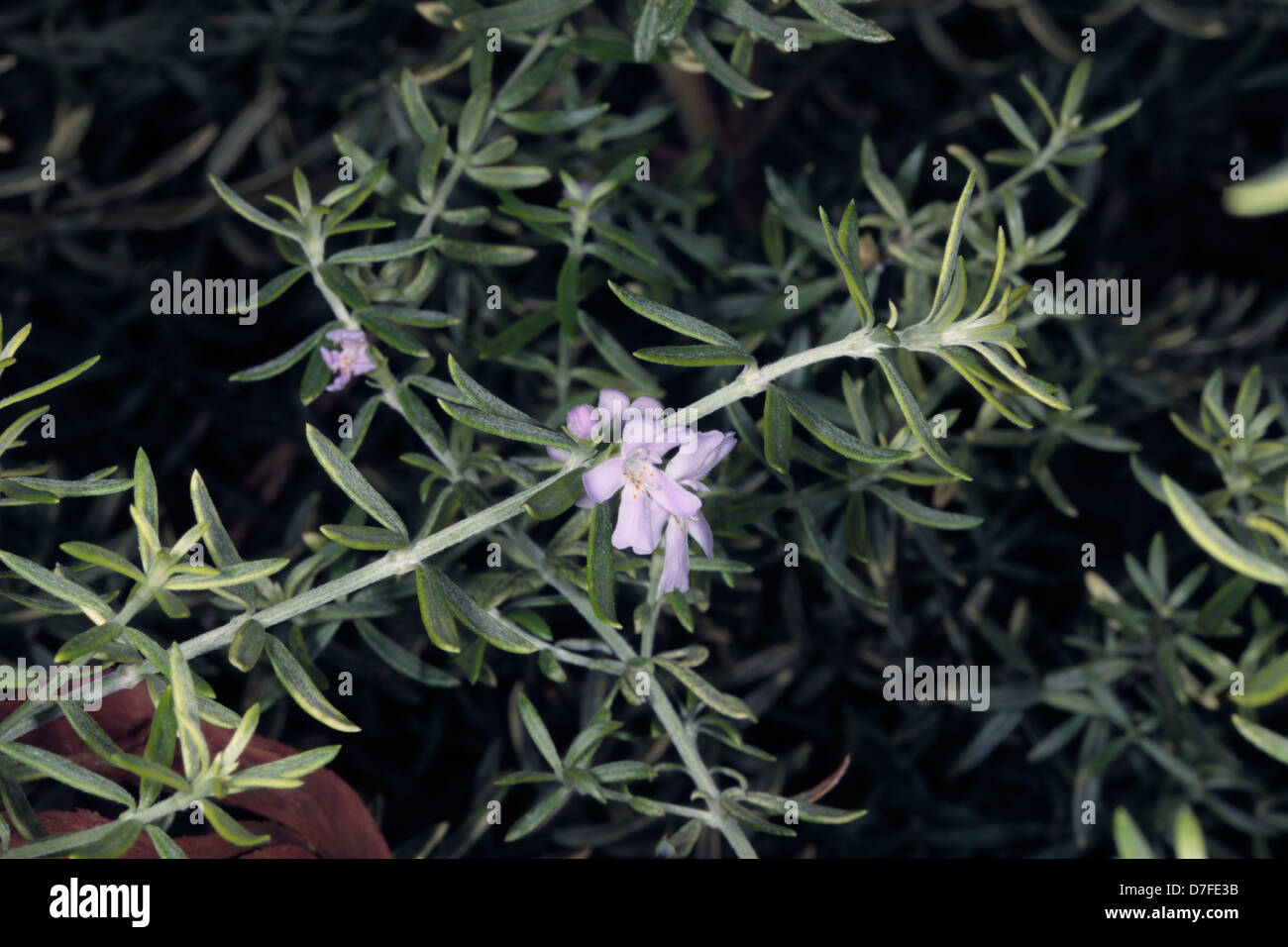 Long-Leaved Westringia - Westringia longifolia - Lamiaceae Stock Photo
