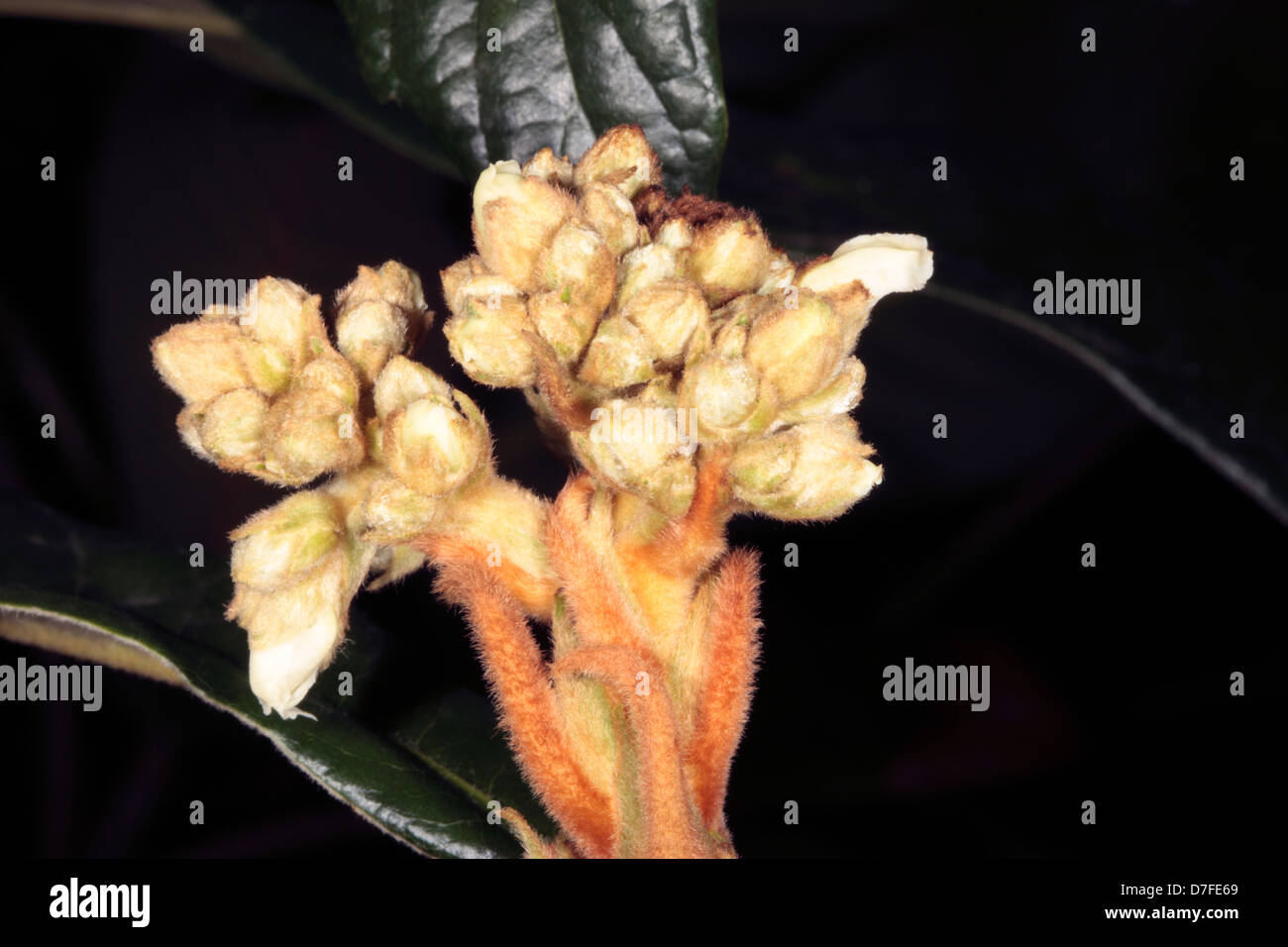 Close-up Loquat buds / Japanese Plum / Chinese Plum- Eriobotrya japonica - Family Rosaceae Stock Photo