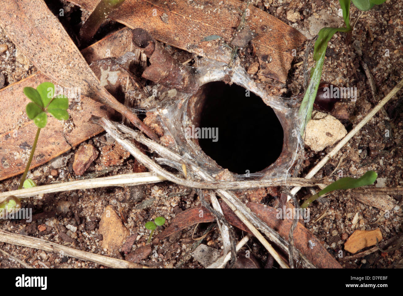 Australian Garden Wolf Spider hole in ground- Family Lycosidae Stock Photo