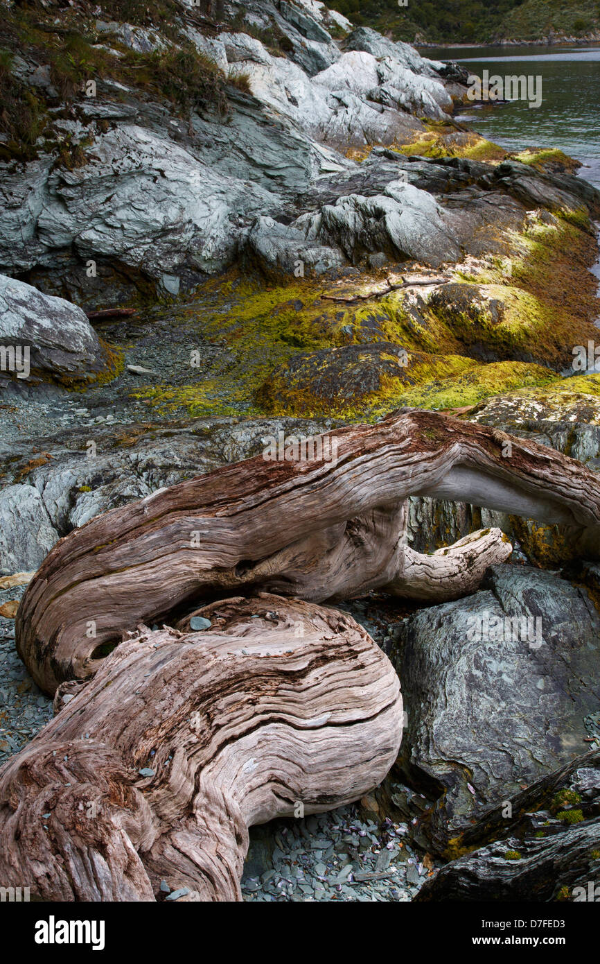 Coastal Trail, Tierra del Fuego National Park, Ushuaia, Argentina. Stock Photo