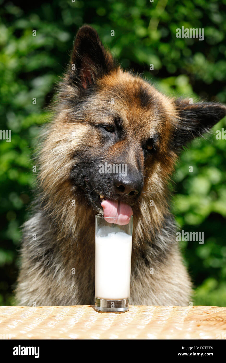 eating German Shepherd Stock Photo Alamy