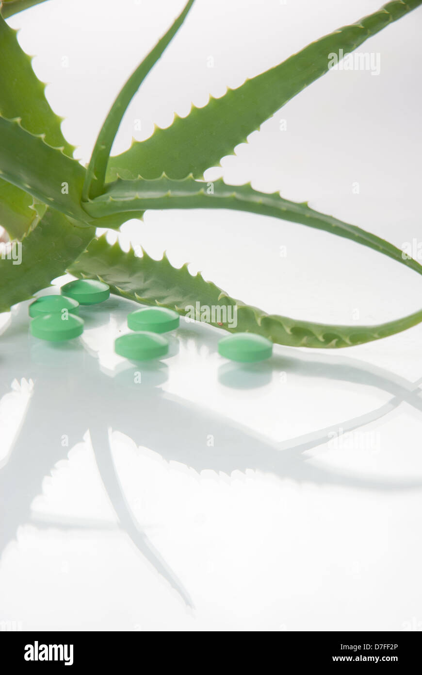 aloe vera plant with pills herbal medicine Stock Photo Alamy