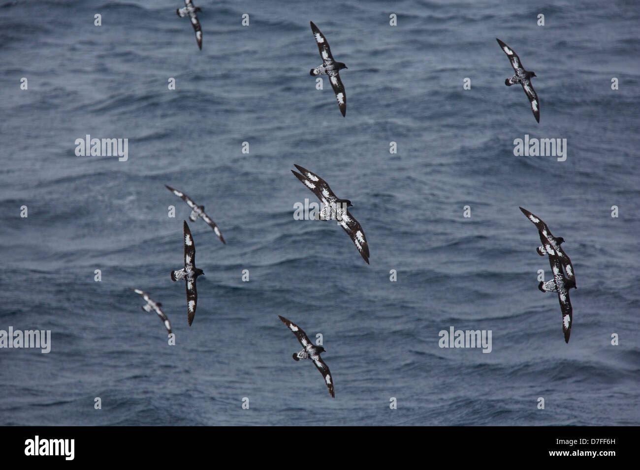 Prions in the Drake Passage. Stock Photo