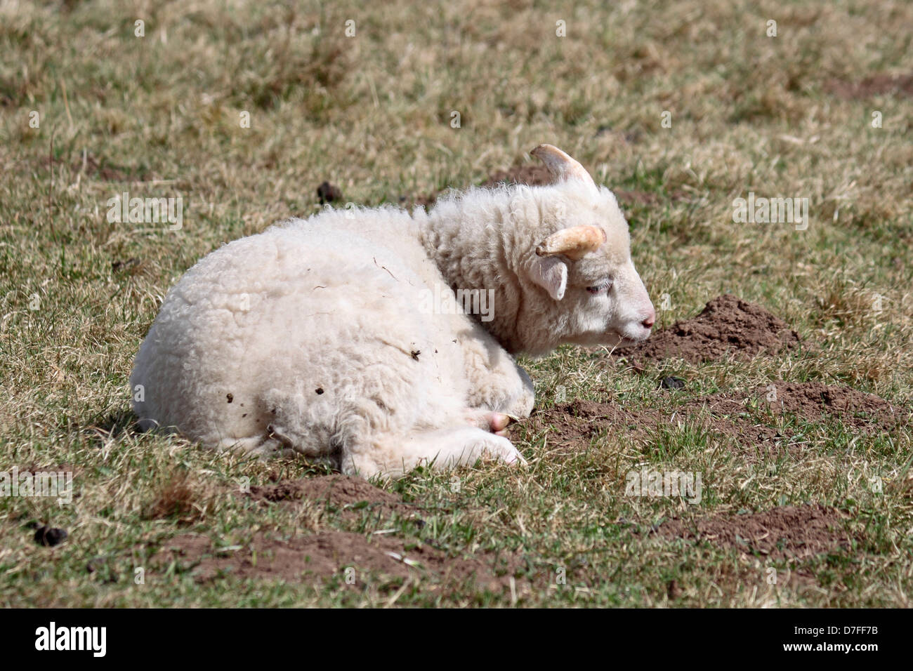 Hebridean Lamb Resting at Denaby Ings Stock Photo