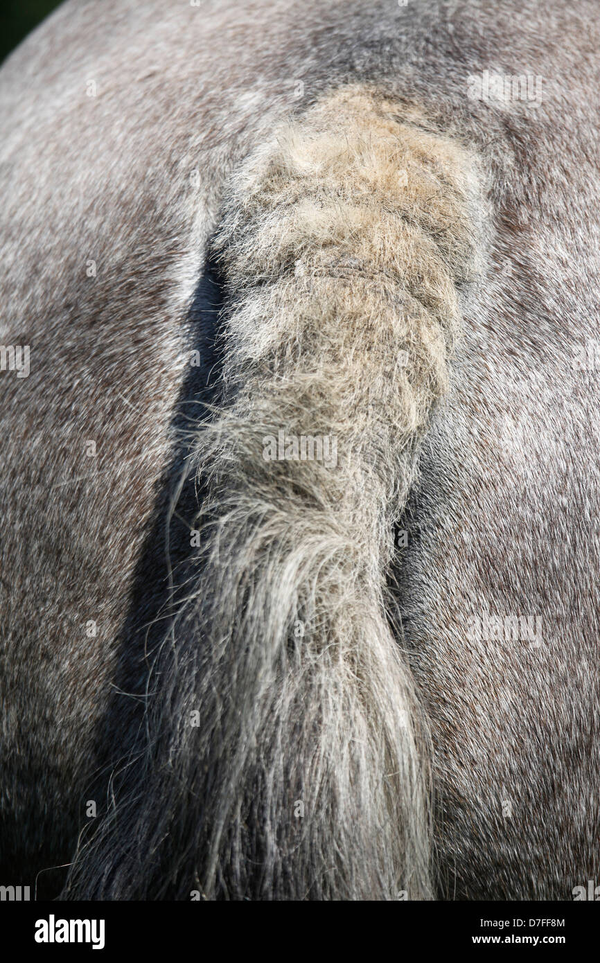 Sweet itch horse hires stock photography and images Alamy