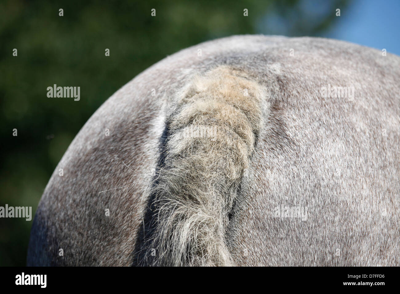 Sweet itch horse hires stock photography and images Alamy