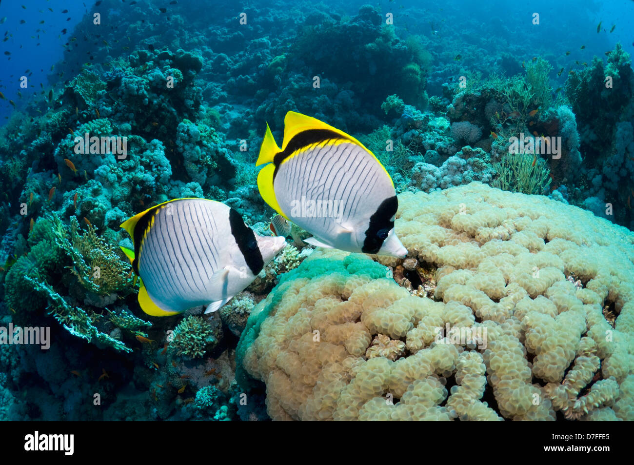 Lined butterflyfish (Chaetodon lineolatus), pair feeding on Bubble coral (Plerogyra sinuosa). Egypt, Red Sea. Stock Photo