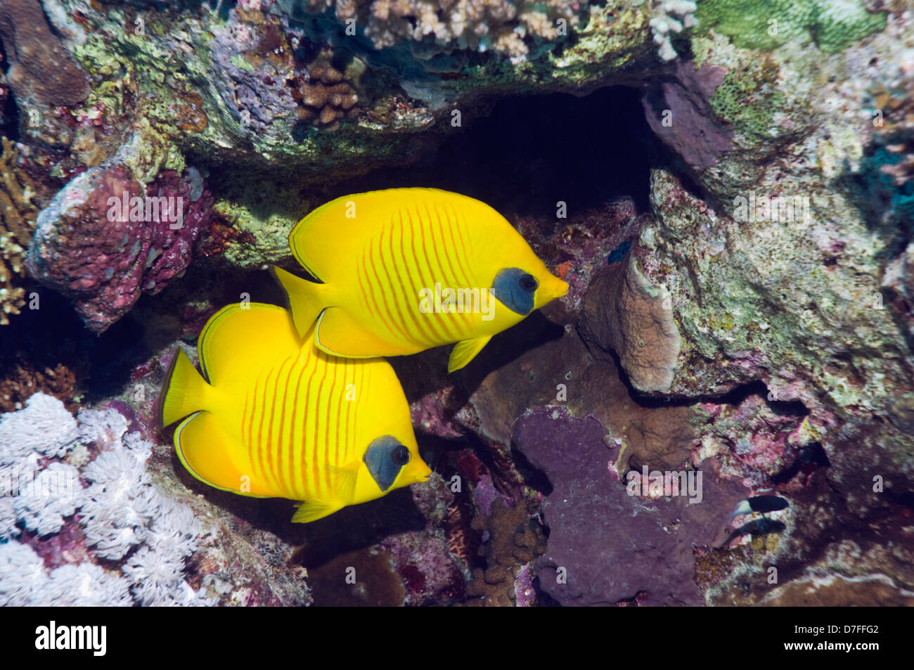 Yellow Coralline Algae