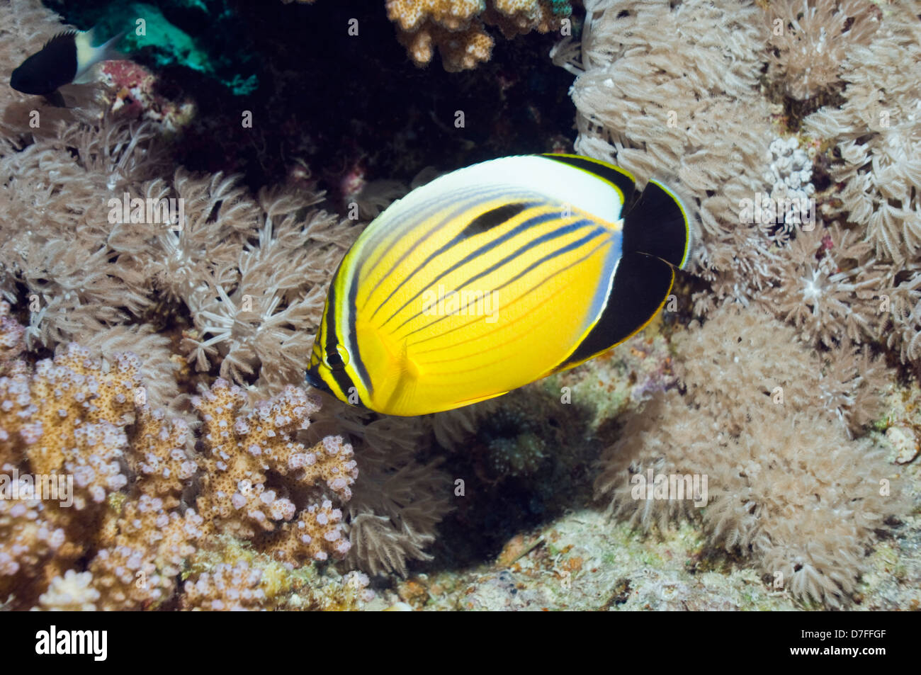 Exquisite or Blacktail butterflyfish (Chaetodon austriacus). Egypt, Red Sea. Stock Photo