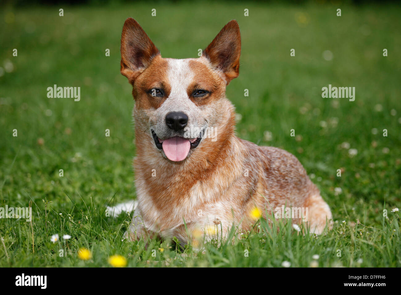 lying Australian Cattle Dog Stock Photo Alamy