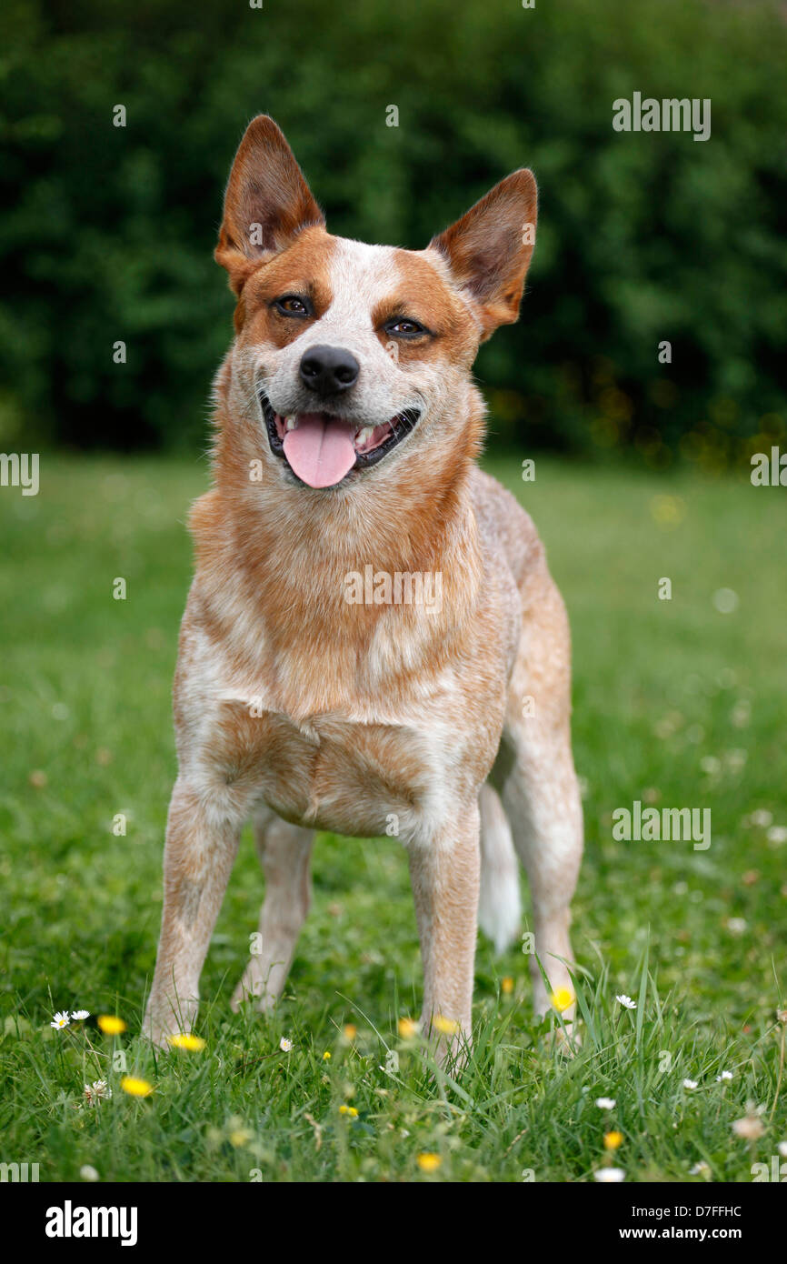 Australian Cattle Dog Stock Photo Alamy