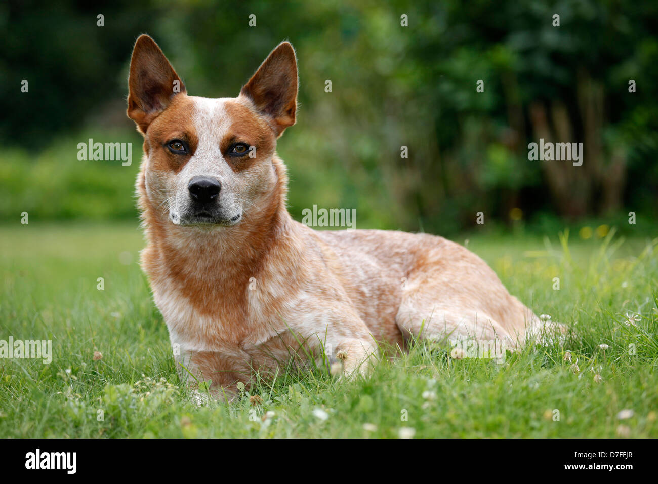 lying Australian Cattle Dog Stock Photo Alamy