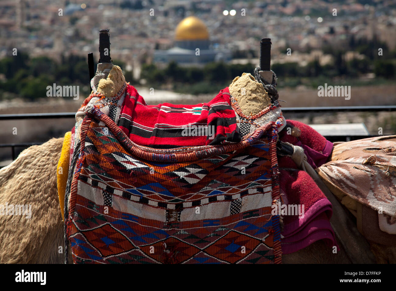 A harnessed camel hump in Jerusalem resting at Mount Olives viewpoint on old city Jerusalem. In background defocused is world Stock Photo