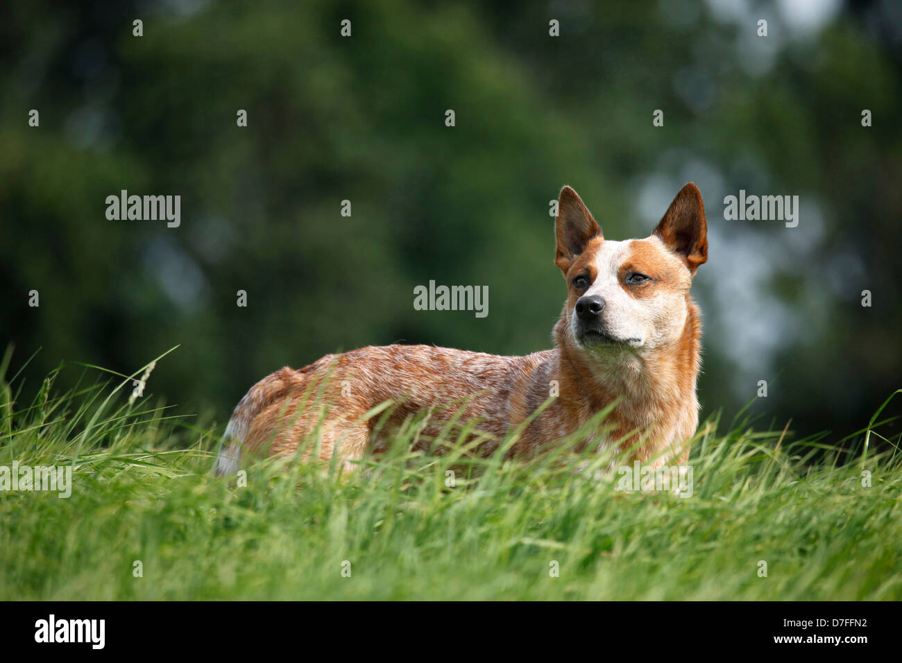 Australian Cattle Dog Stock Photo Alamy
