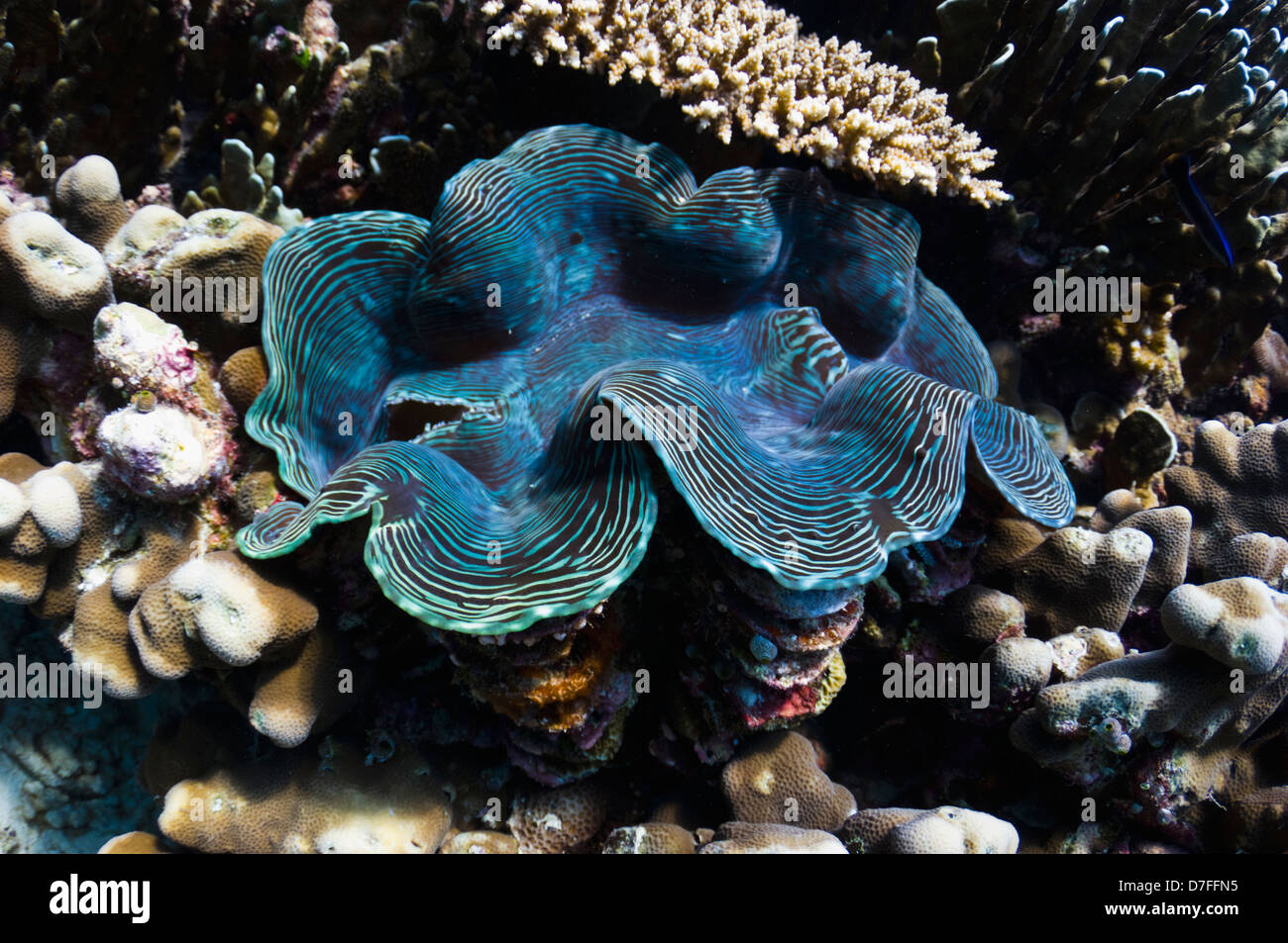 Fluted giant clam (Tridacna squamosa) on coral reef. Maldives. Stock Photo