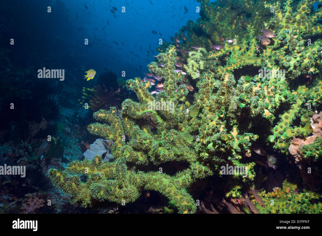 Green tubastrea coral (Tubastrea micrantha). Rinca, Komodo National Park, Indonesia Stock Photo