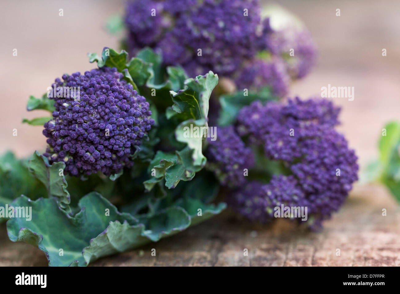 Brassica oleraceae. Purple sprouting broccoli on a wooden board. Stock Photo