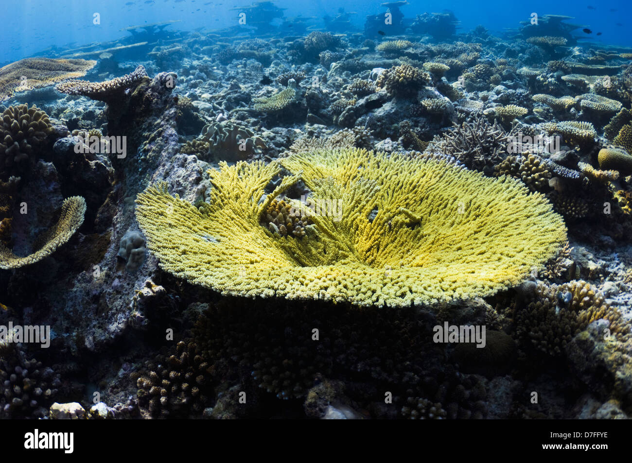 Acropora table coral on coral reef  Maldives Stock Photo