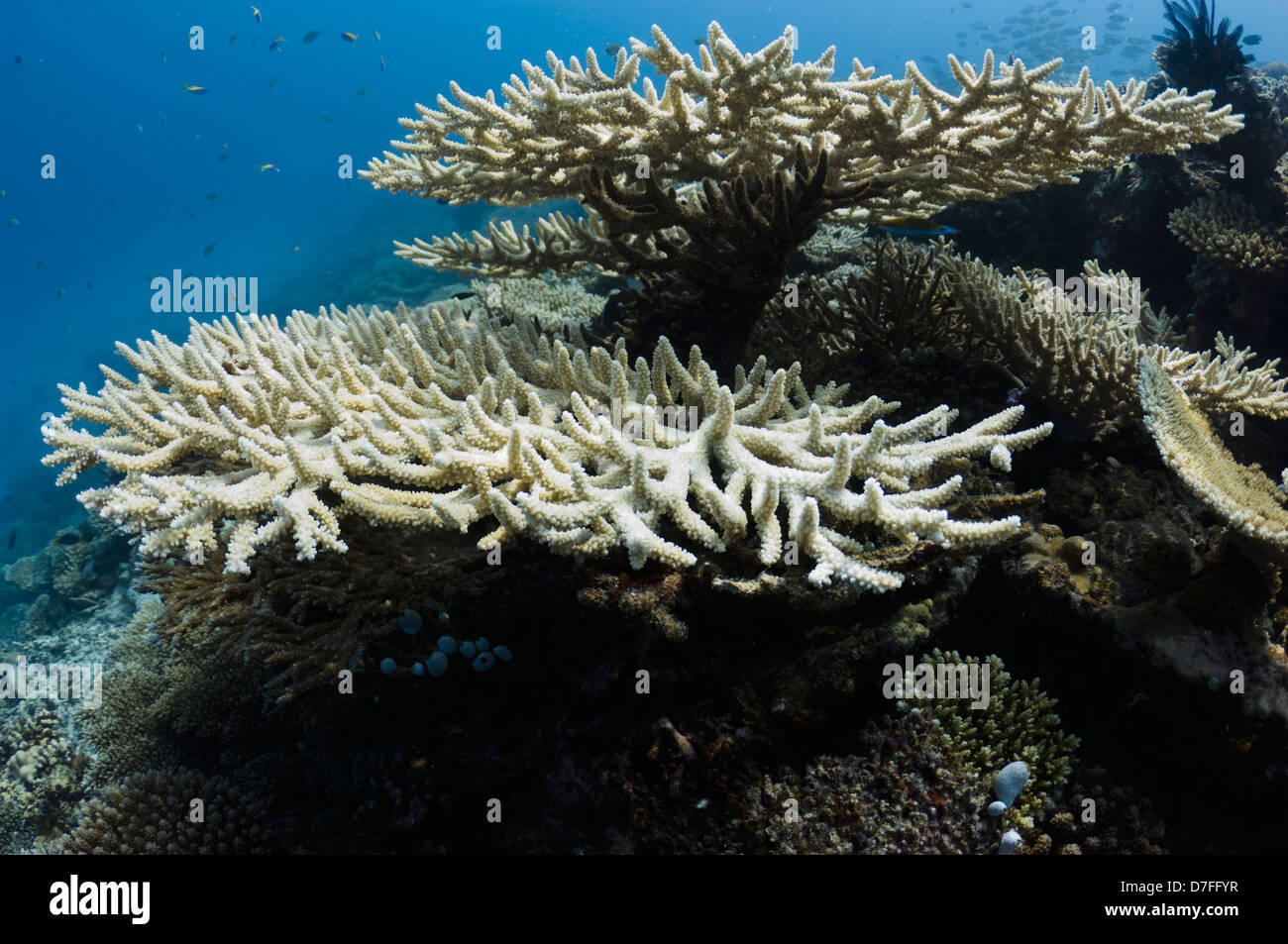 Acropora coral. Maldives Stock Photo - Alamy