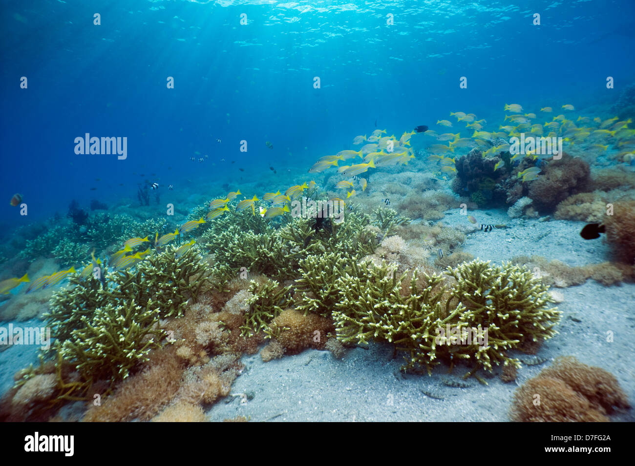 Coral reef scenery with a school of snappers. Rinca, Komodo National Park, Indonesia. Stock Photo