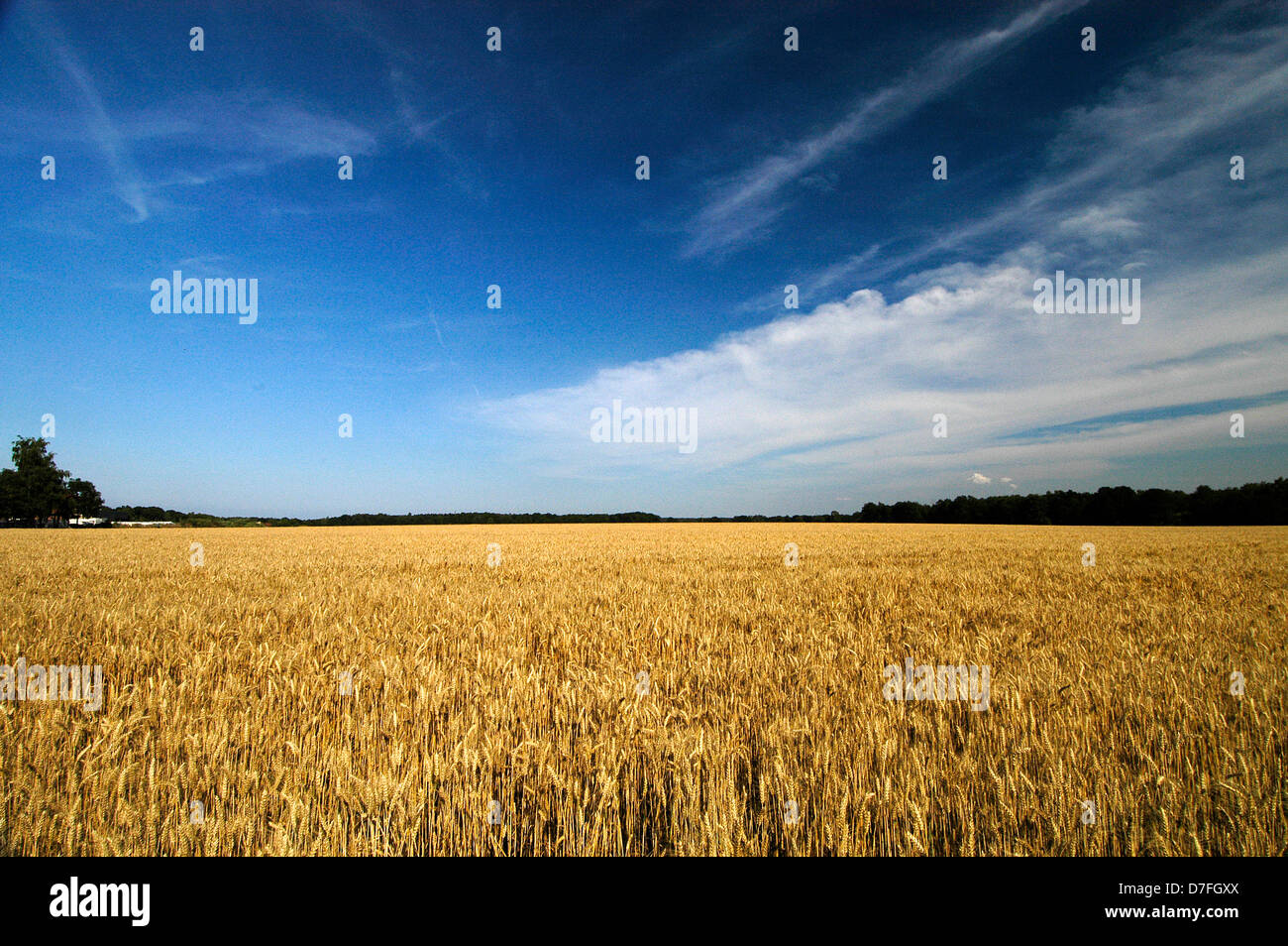 Germany, grain field, trees, skies, clouds Stock Photo