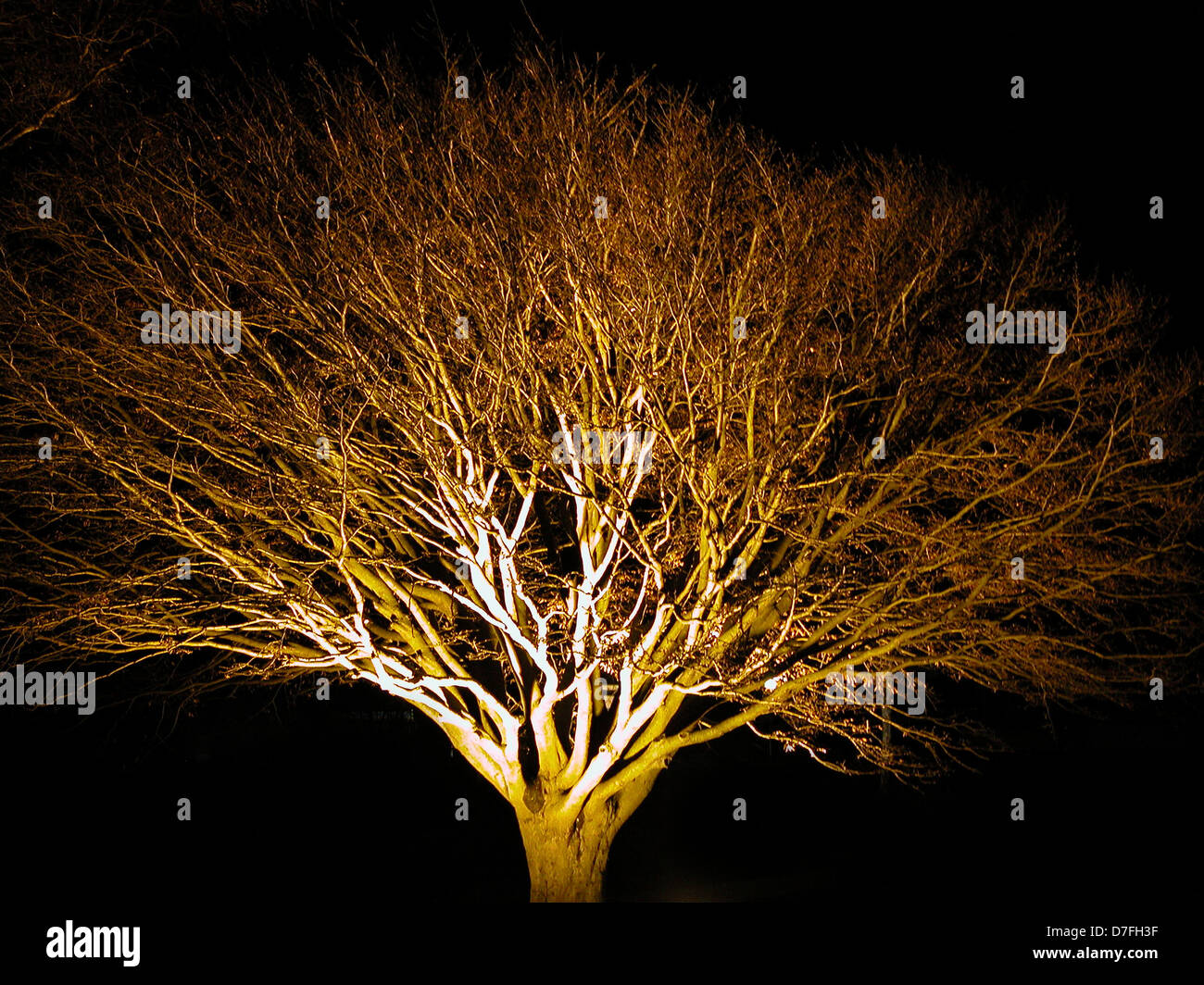 Tree in Kellenhusen at night Stock Photo