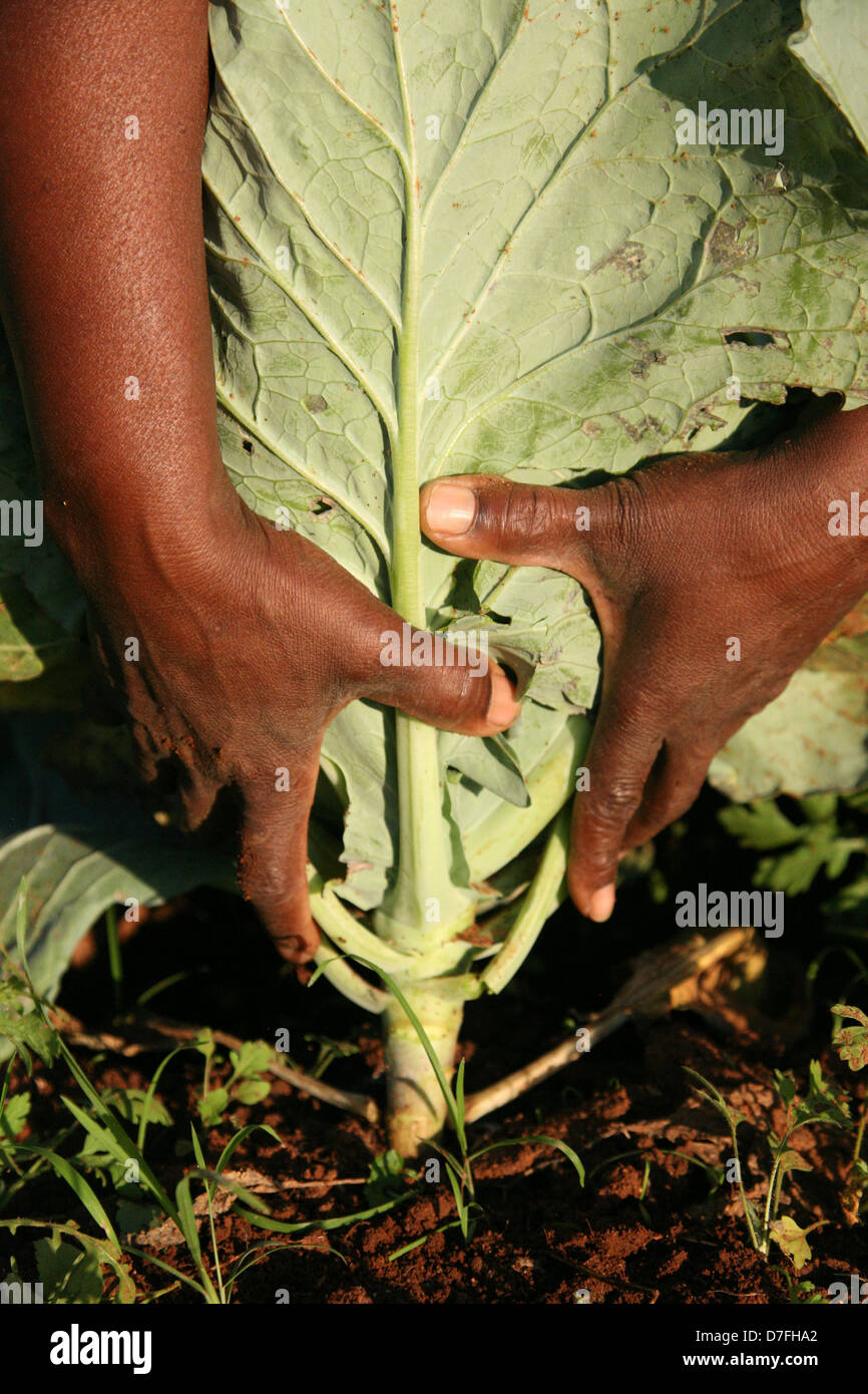 Close up of African hands collected head of cabbage Stock Photo Alamy