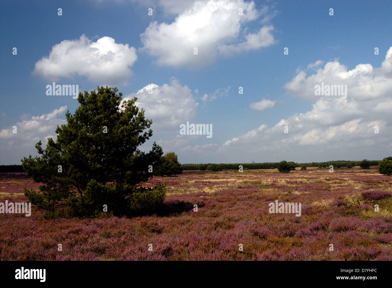 Lüneburg Heath, Lunenburg Heath, Lueneburger Heide, Germany Stock Photo
