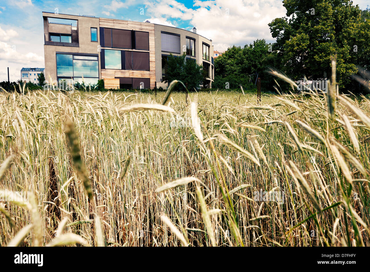 A Post-Modern building behind a wheat field in Berlin, Germany. Stock Photo