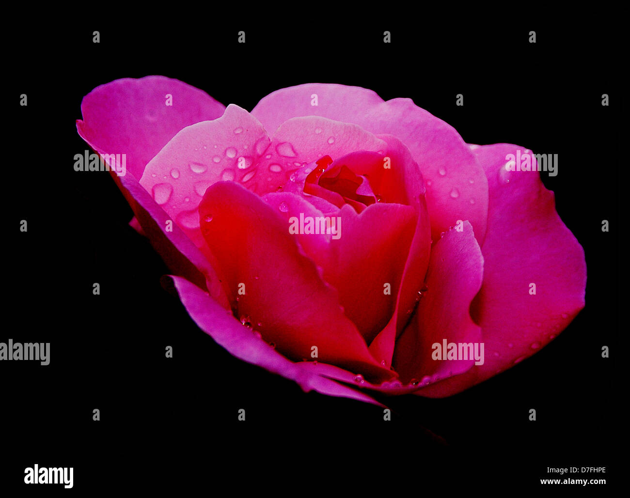 Rose sheets hires stock photography and images Alamy