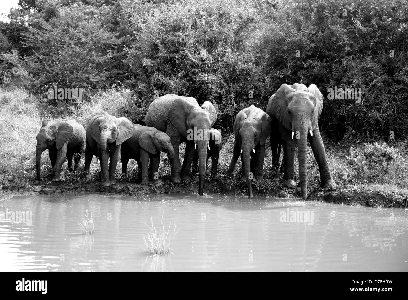 Herd of elephants drinking Stock Photo