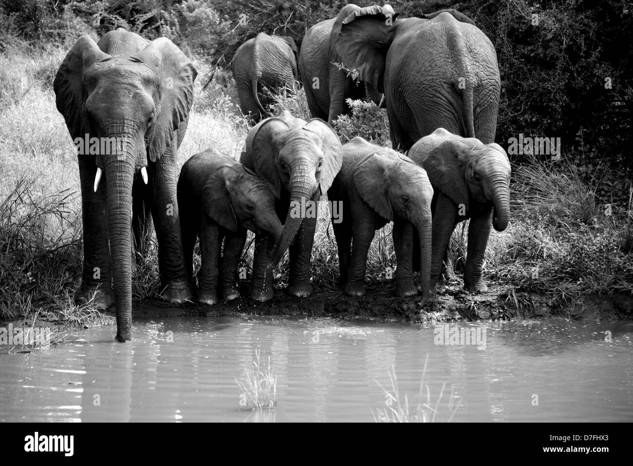 Herd of elephants drinking Stock Photo