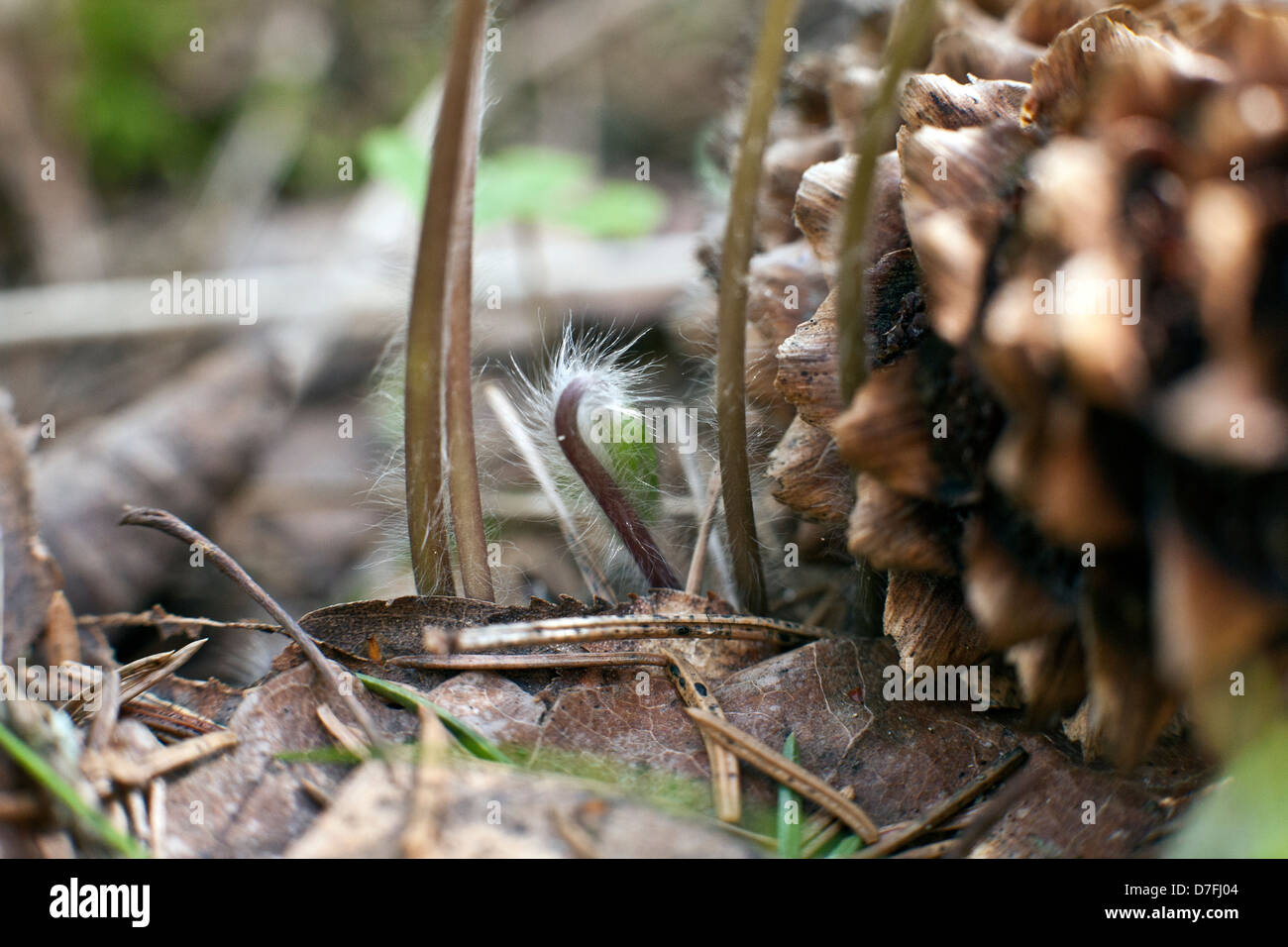 New plants and old staff on forest ground in Kemeru National Park Latvia Stock Photo