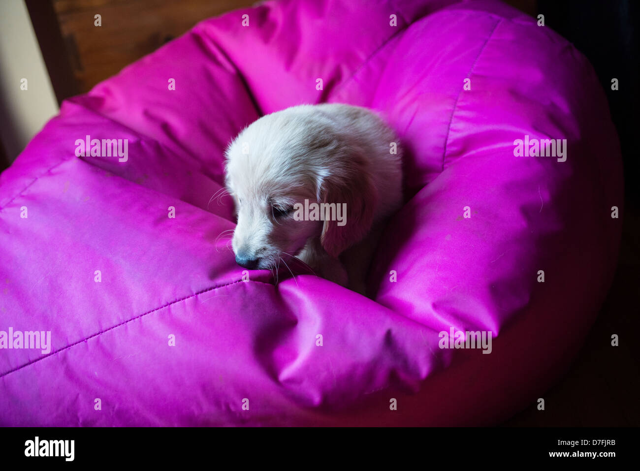 golden retriever puppy playing at home Stock Photo Alamy