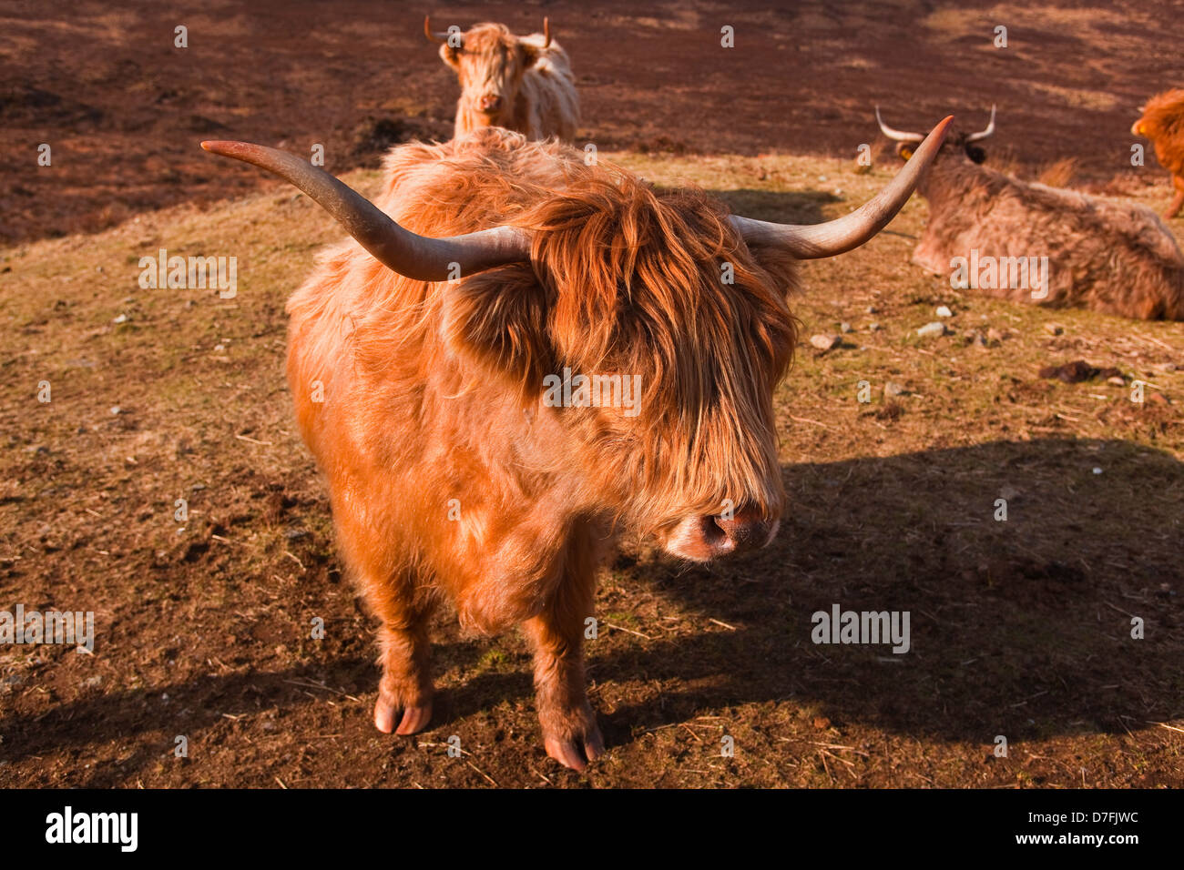 A highland cow on the isle of Skye in Scotland Stock Photo - Alamy