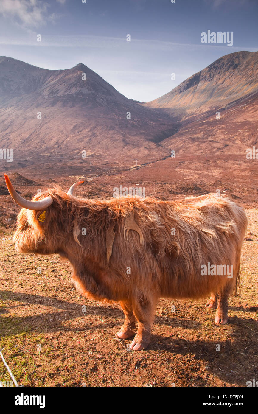 A highland cow on the isle of Skye in Scotland Stock Photo - Alamy