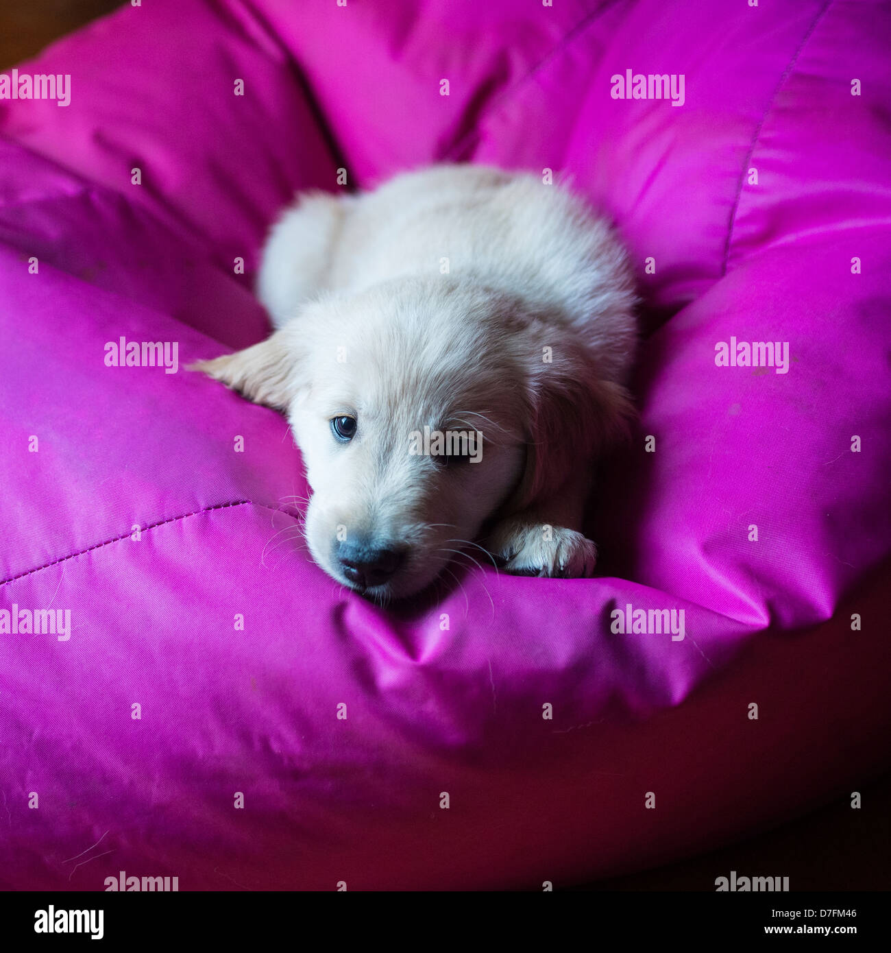 golden retriever puppy playing at home Stock Photo Alamy