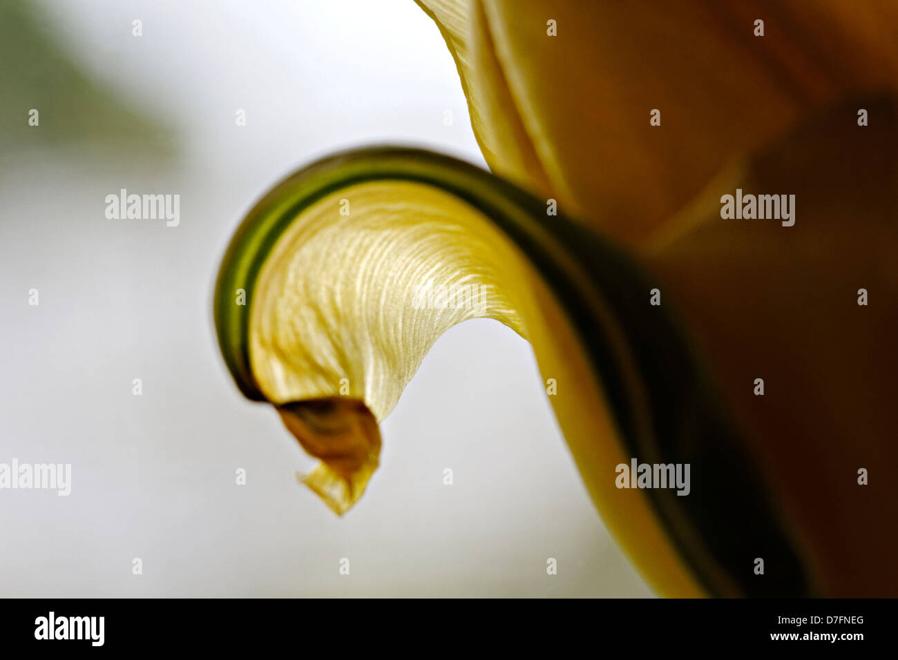 Backlit yellow Tulip (Tulipa) Stock Photo