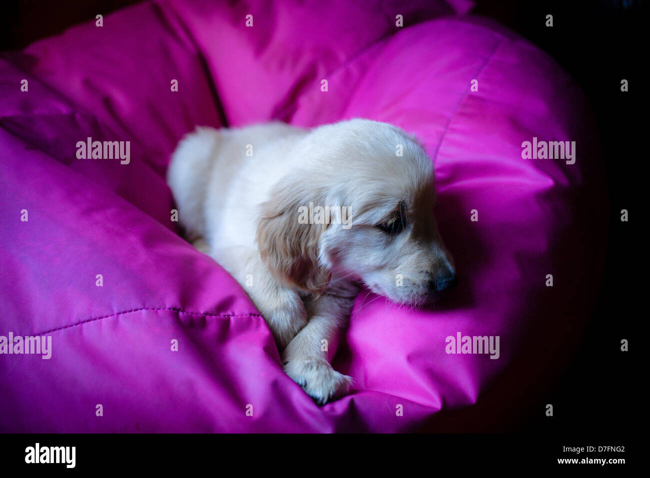 golden retriever puppy playing at home Stock Photo Alamy