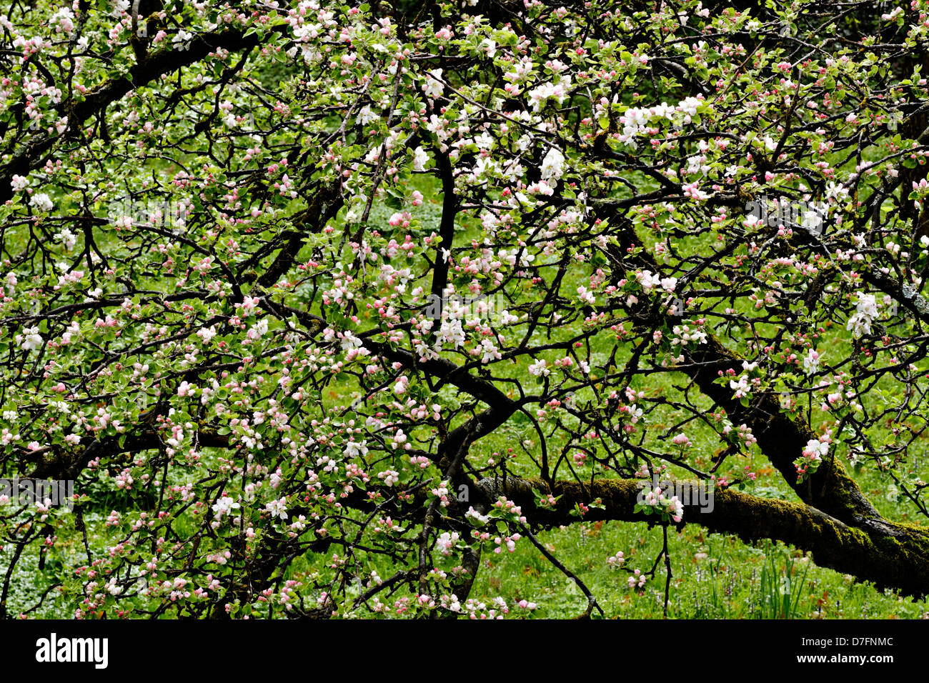 Apple tree blossoms (Malus sp.) Stock Photo