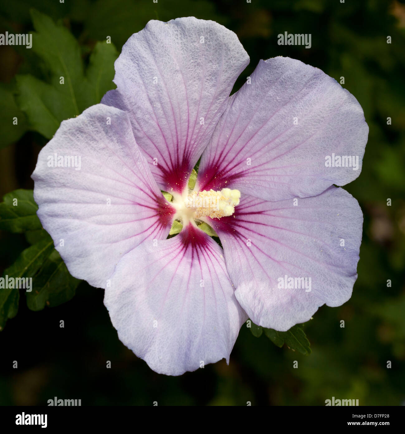 StrauchEibisch, Hibiscus syriacus, Malvaceae Stock Photo Alamy