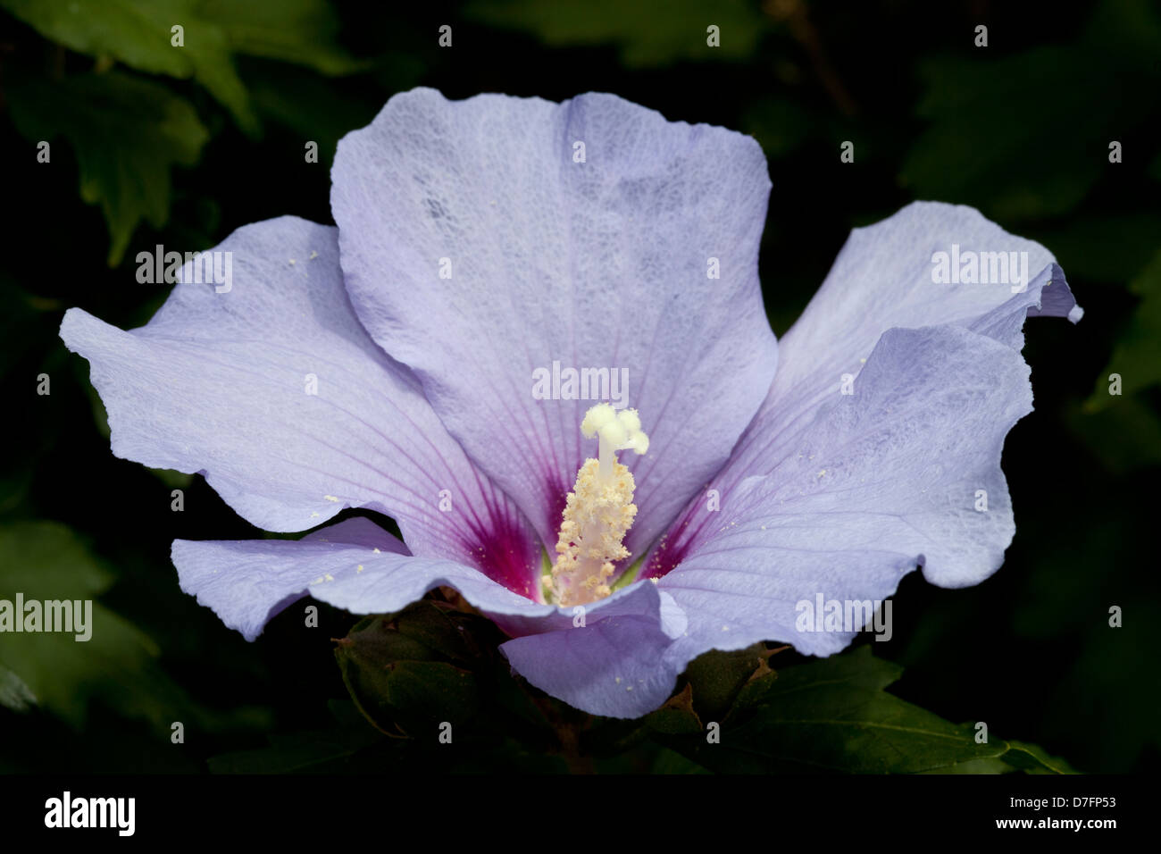 StrauchEibisch, Hibiscus syriacus, Malvaceae Stock Photo Alamy