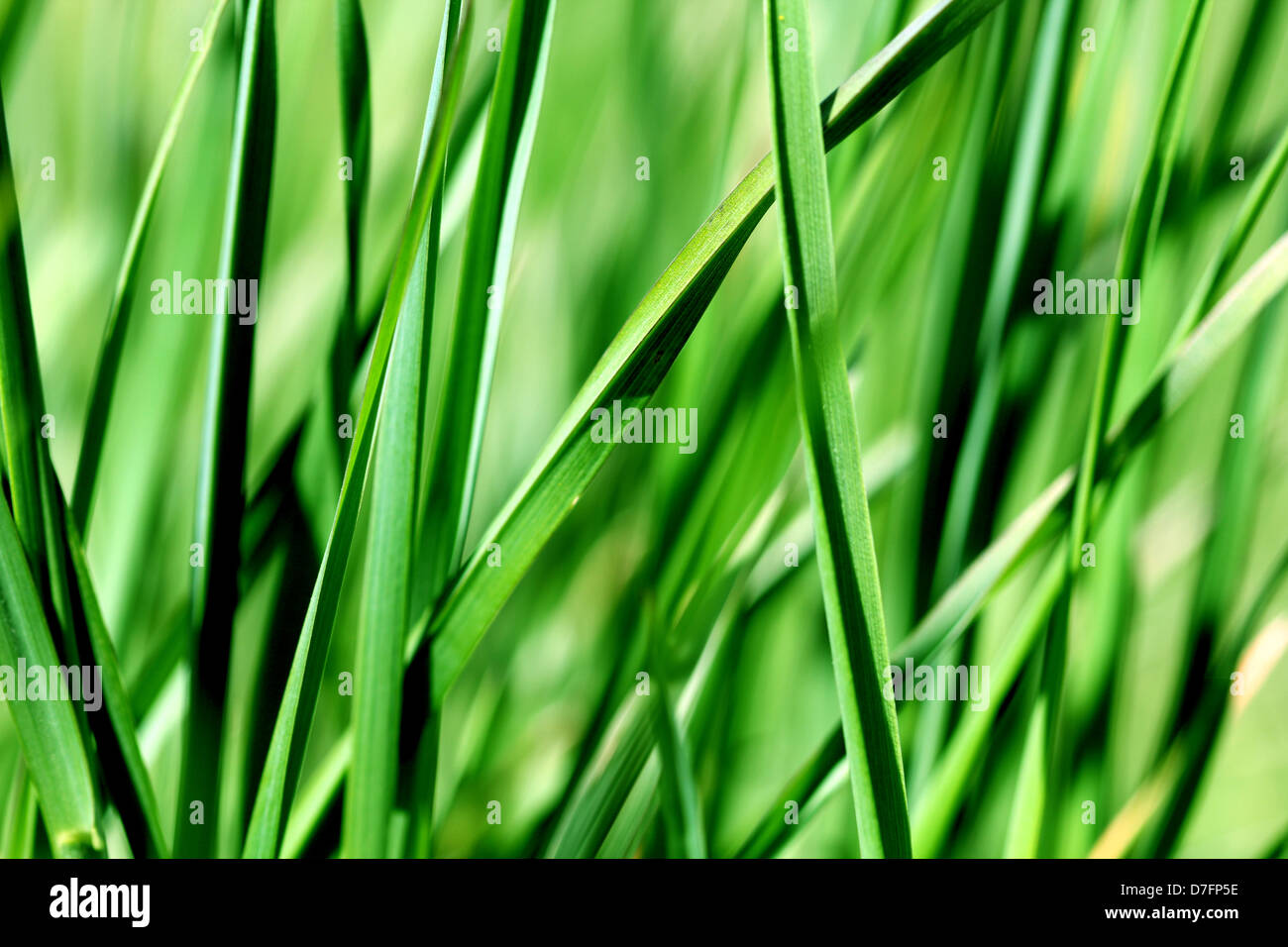 Plant blades hires stock photography and images Alamy