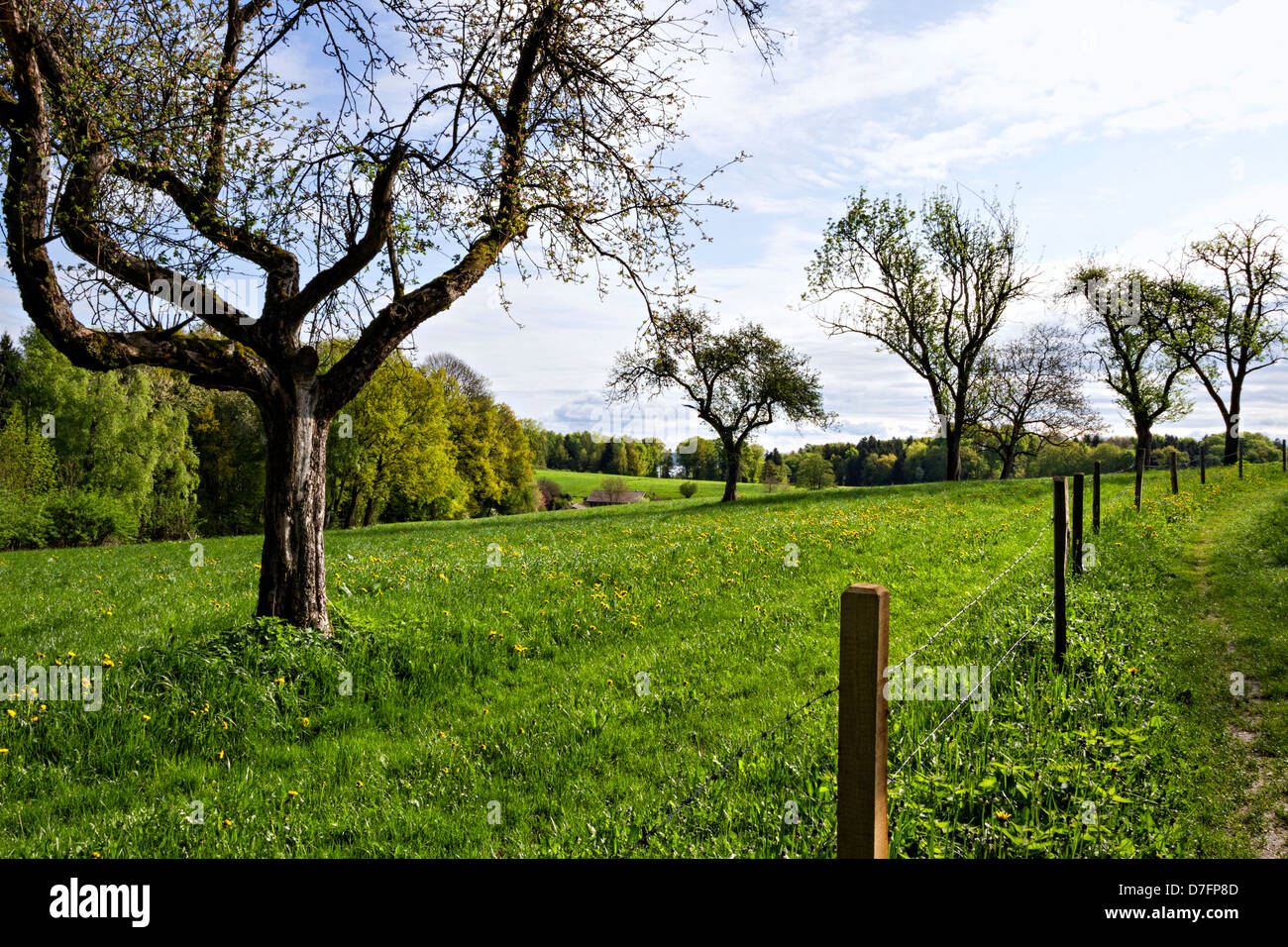 Apple trees blooming during spring hi-res stock photography and images ...