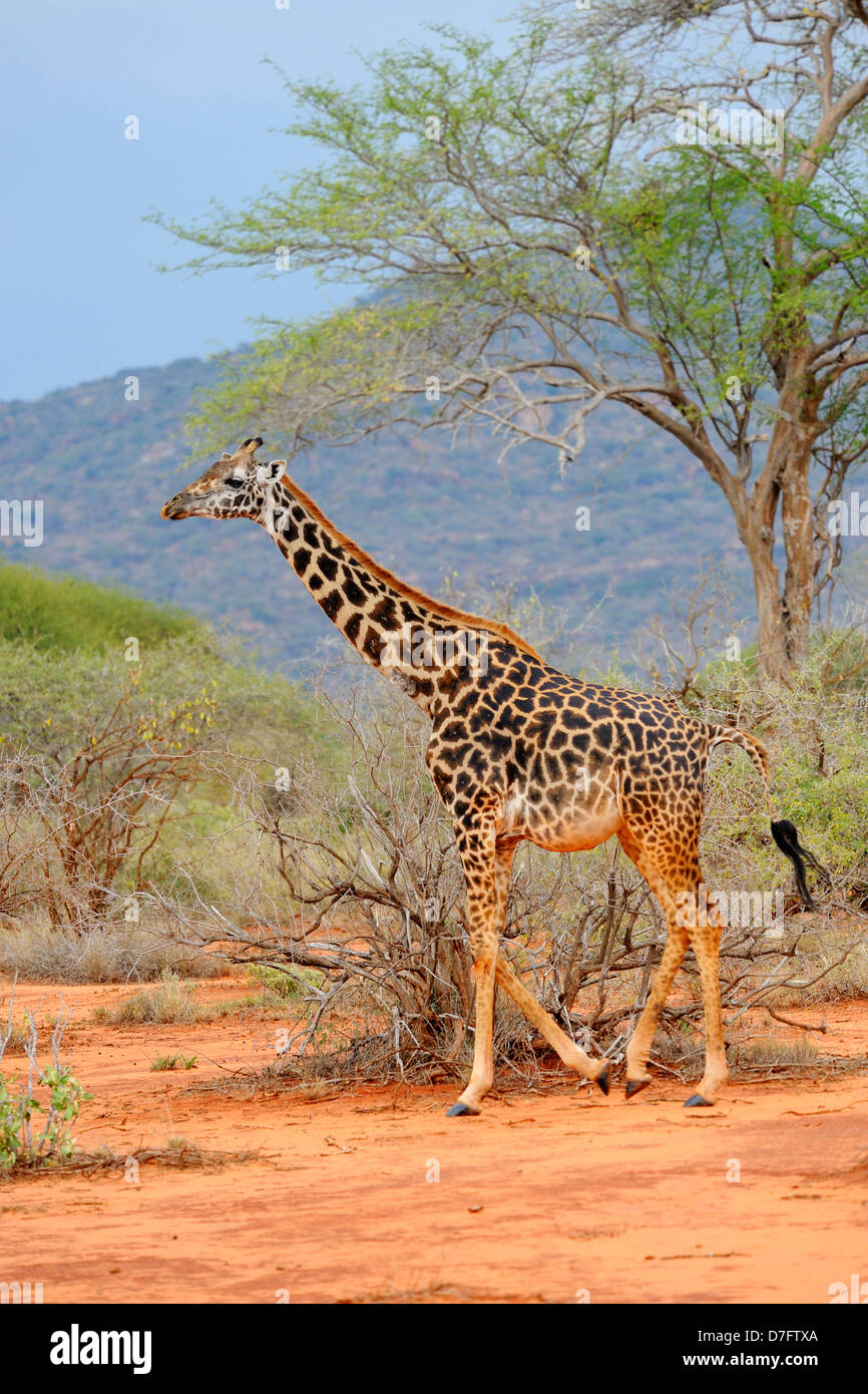 Heavily pregnant giraffe in Tsavo West National Park, Kenya, East Africa Stock Photo