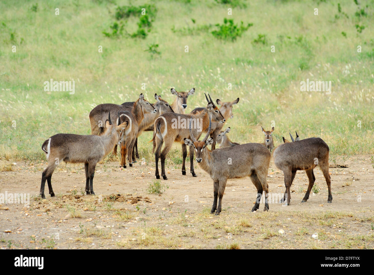 Herd of waterbucks in Tsavo West National Park, Kenya, East Africa Stock Photo