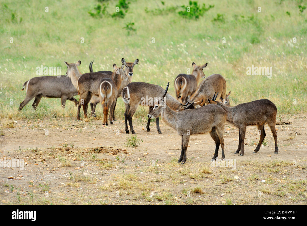Herd of waterbucks in Tsavo West National Park, Kenya, East Africa Stock Photo
