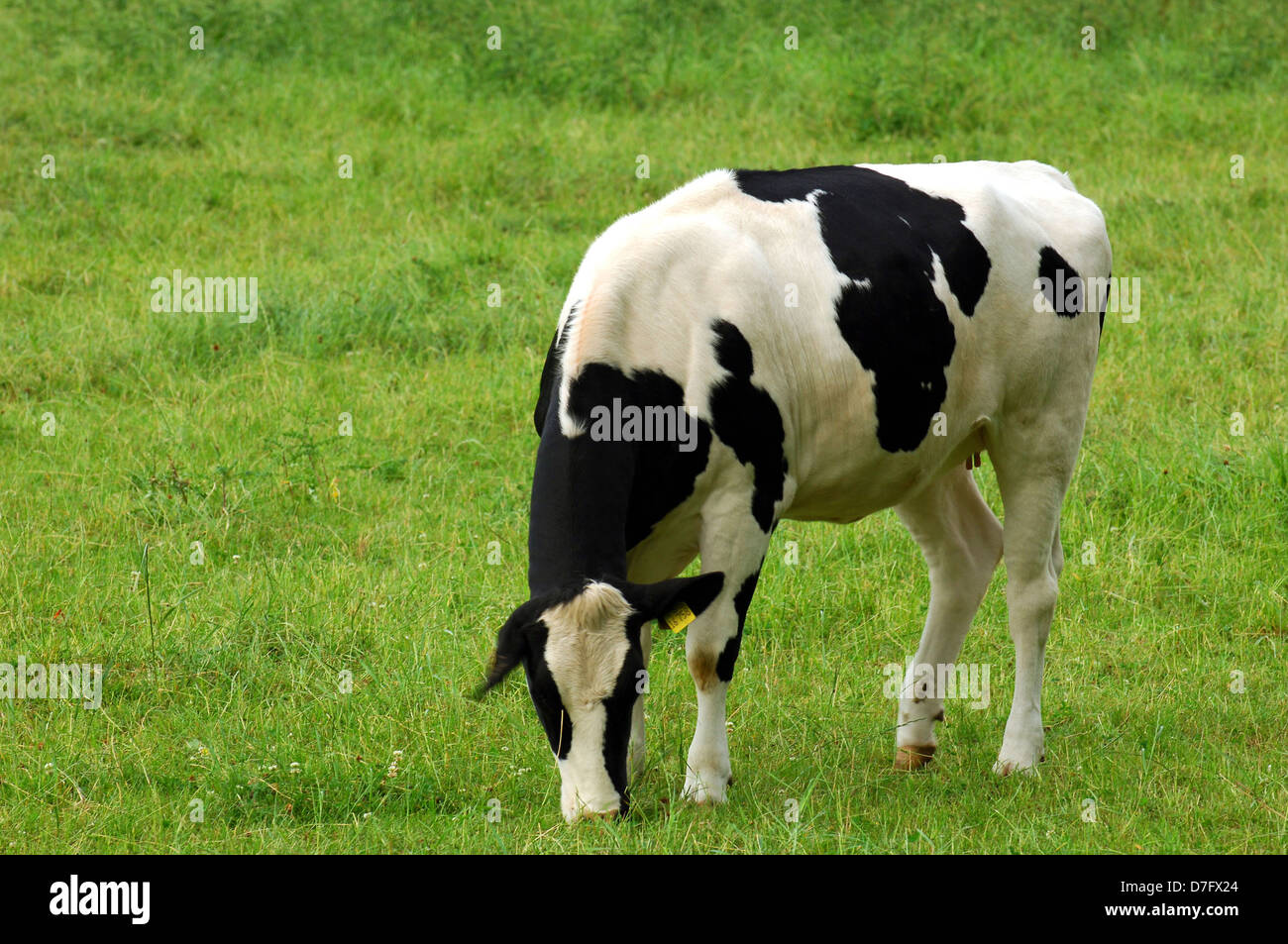 cow on the meadow Stock Photo - Alamy